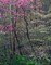Redbud And Dogwood I Poster Print by William Neill - Item # VARPDXWN278